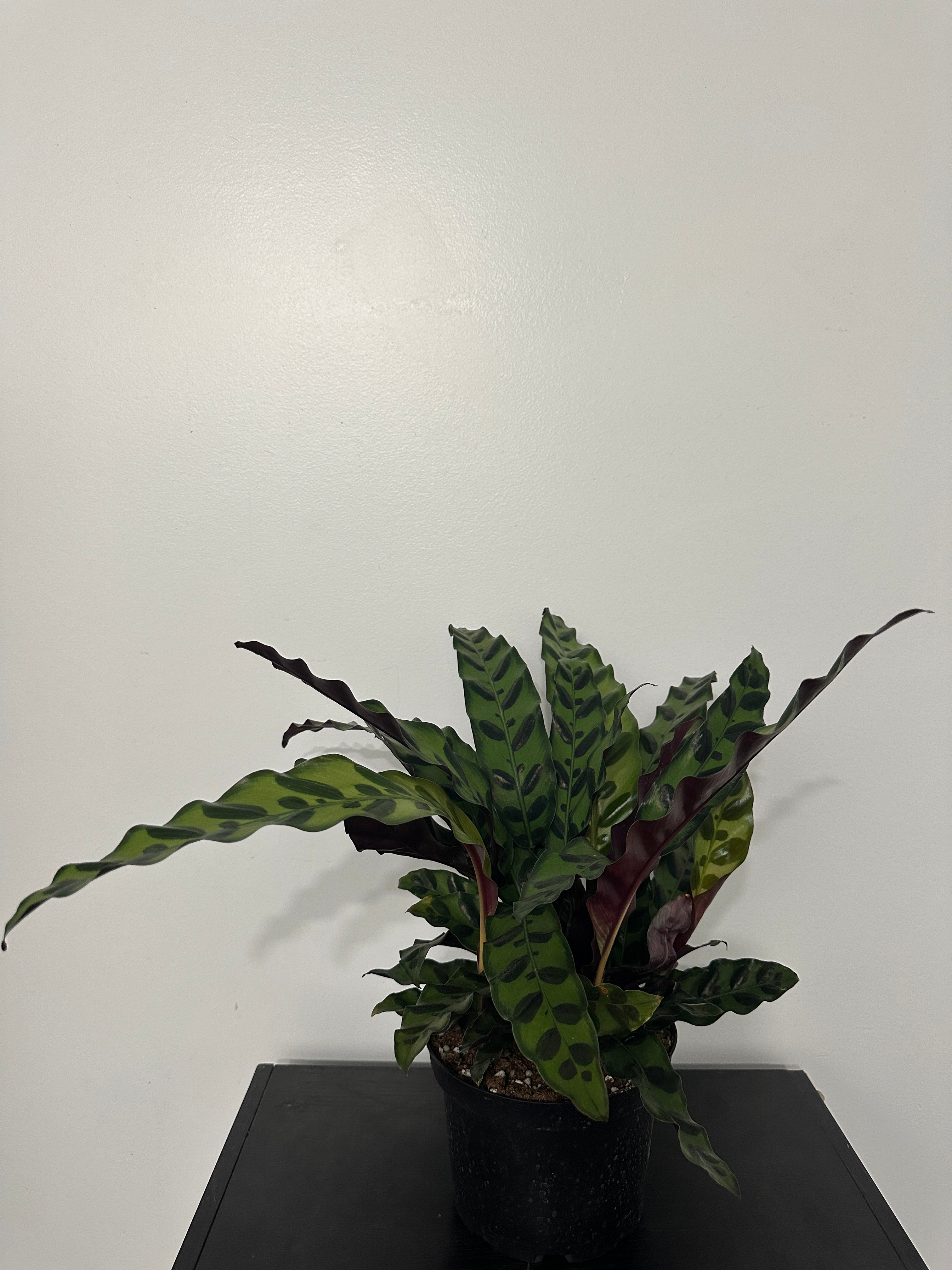 6" Calathea Lancifolia 'Rattlesnake' (d)
