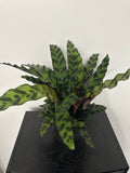 6" Calathea Lancifolia 'Rattlesnake' (d)