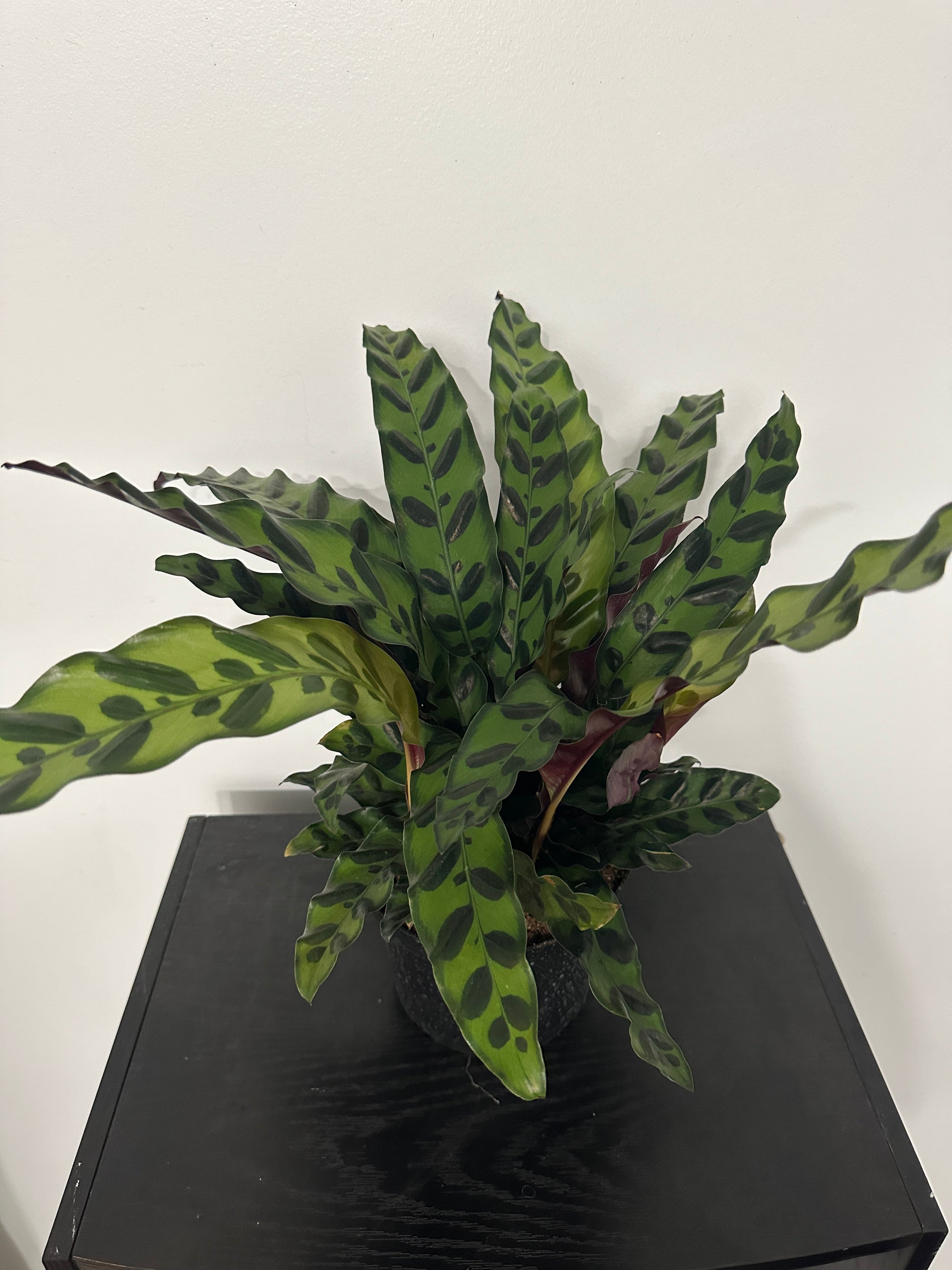 6" Calathea Lancifolia 'Rattlesnake' (d)