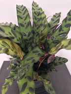 6" Calathea Lancifolia 'Rattlesnake' (d)