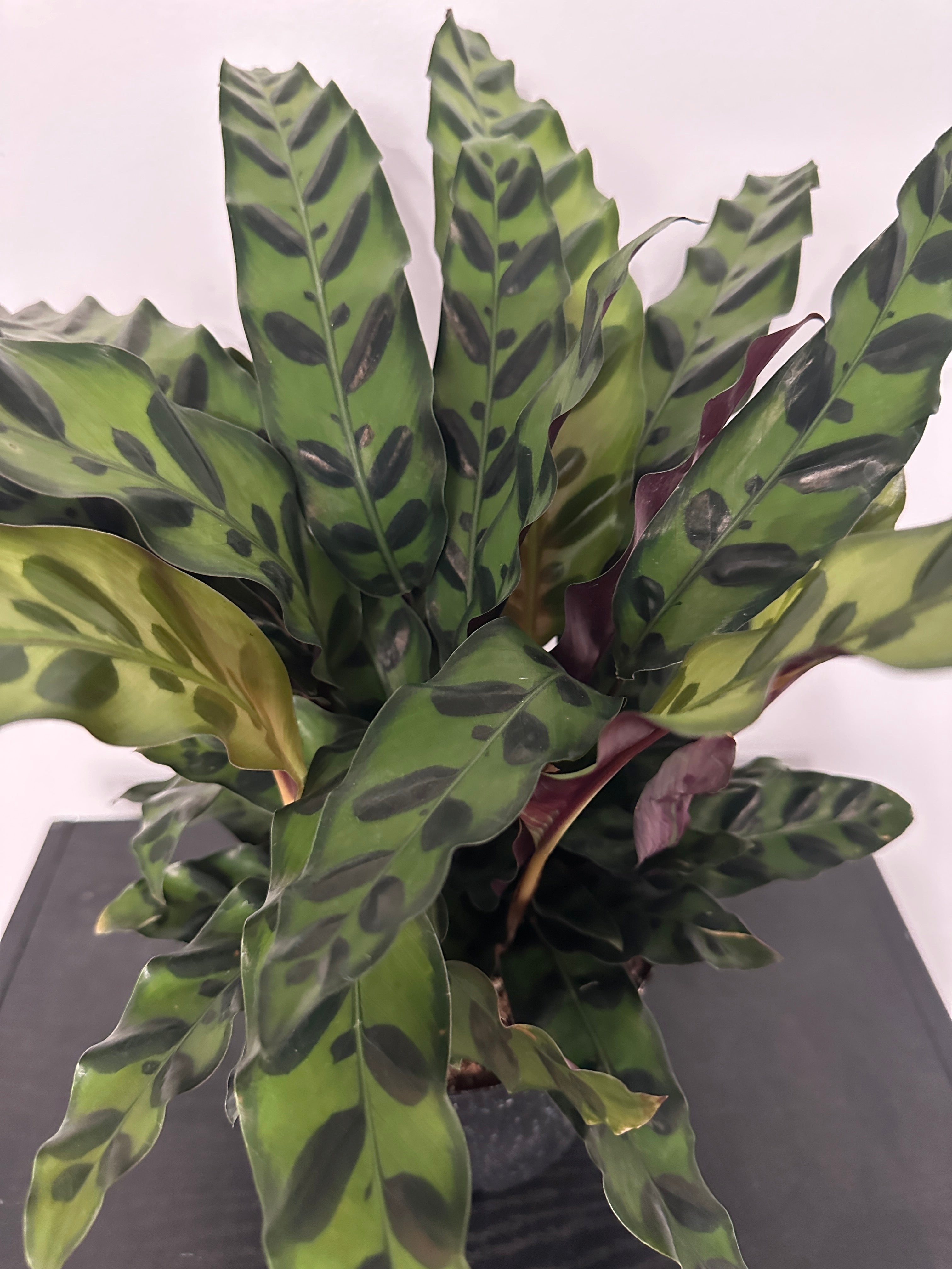 6" Calathea Lancifolia 'Rattlesnake' (d)