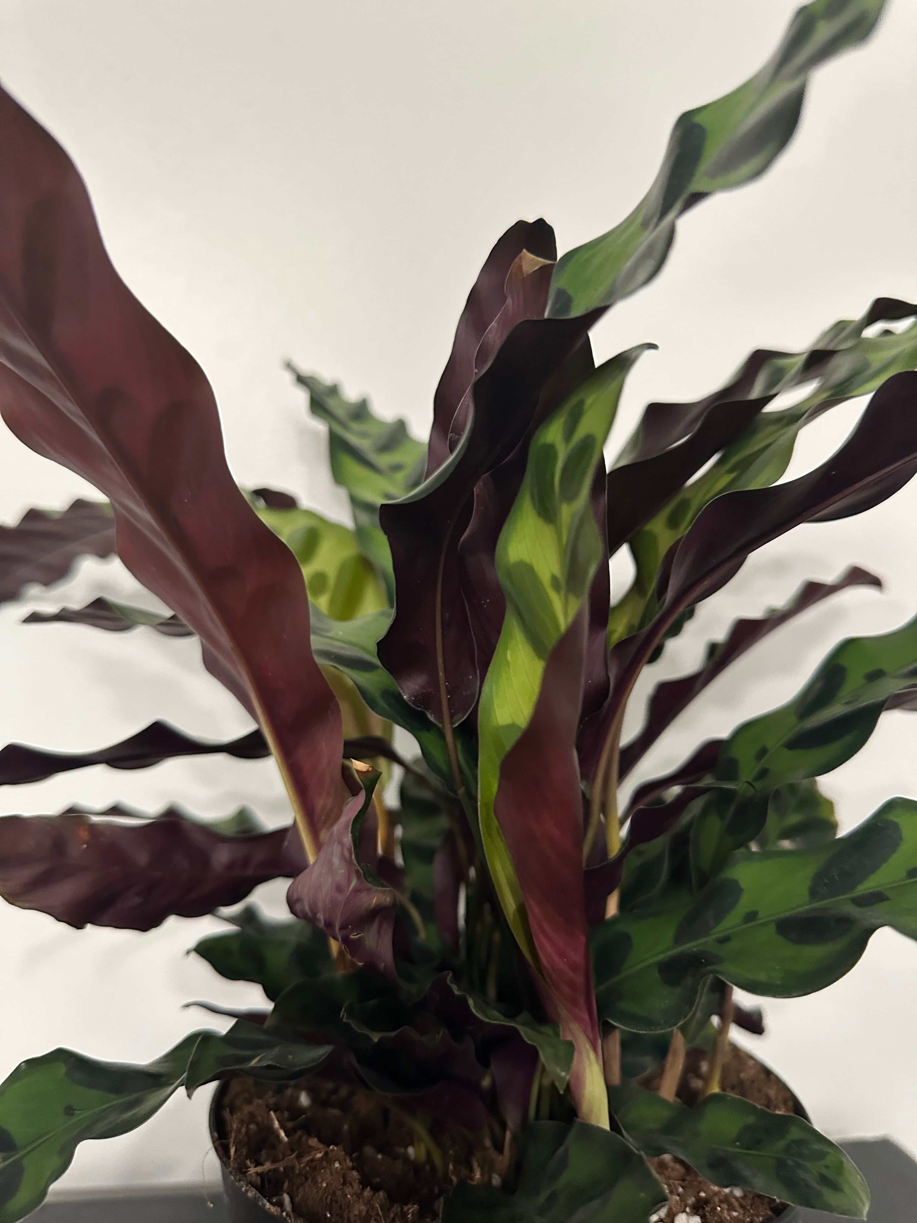 6" Calathea Lancifolia 'Rattlesnake' (d)