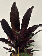 6" Calathea Lancifolia 'Rattlesnake' (d)