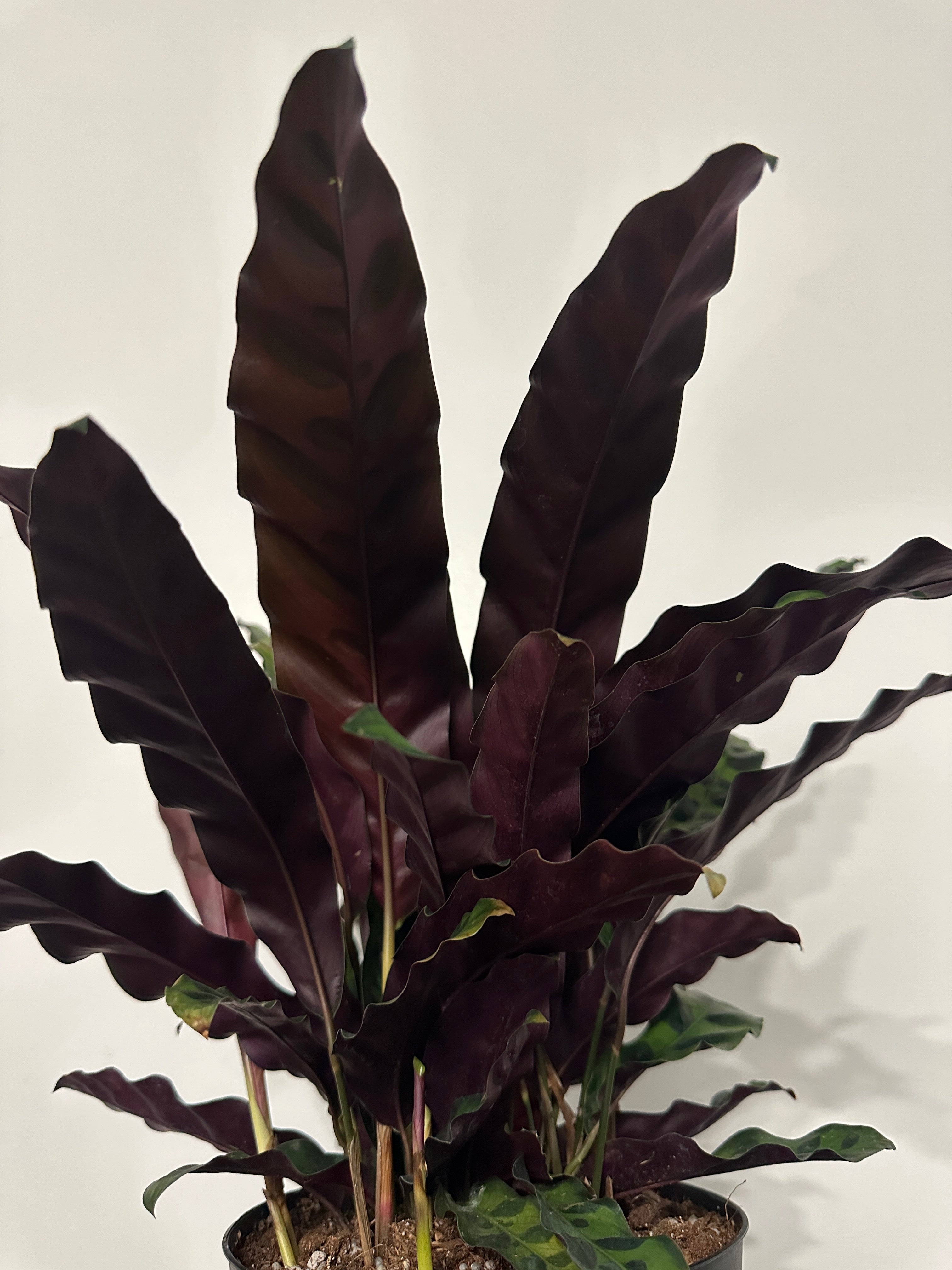 6" Calathea Lancifolia 'Rattlesnake' (d)