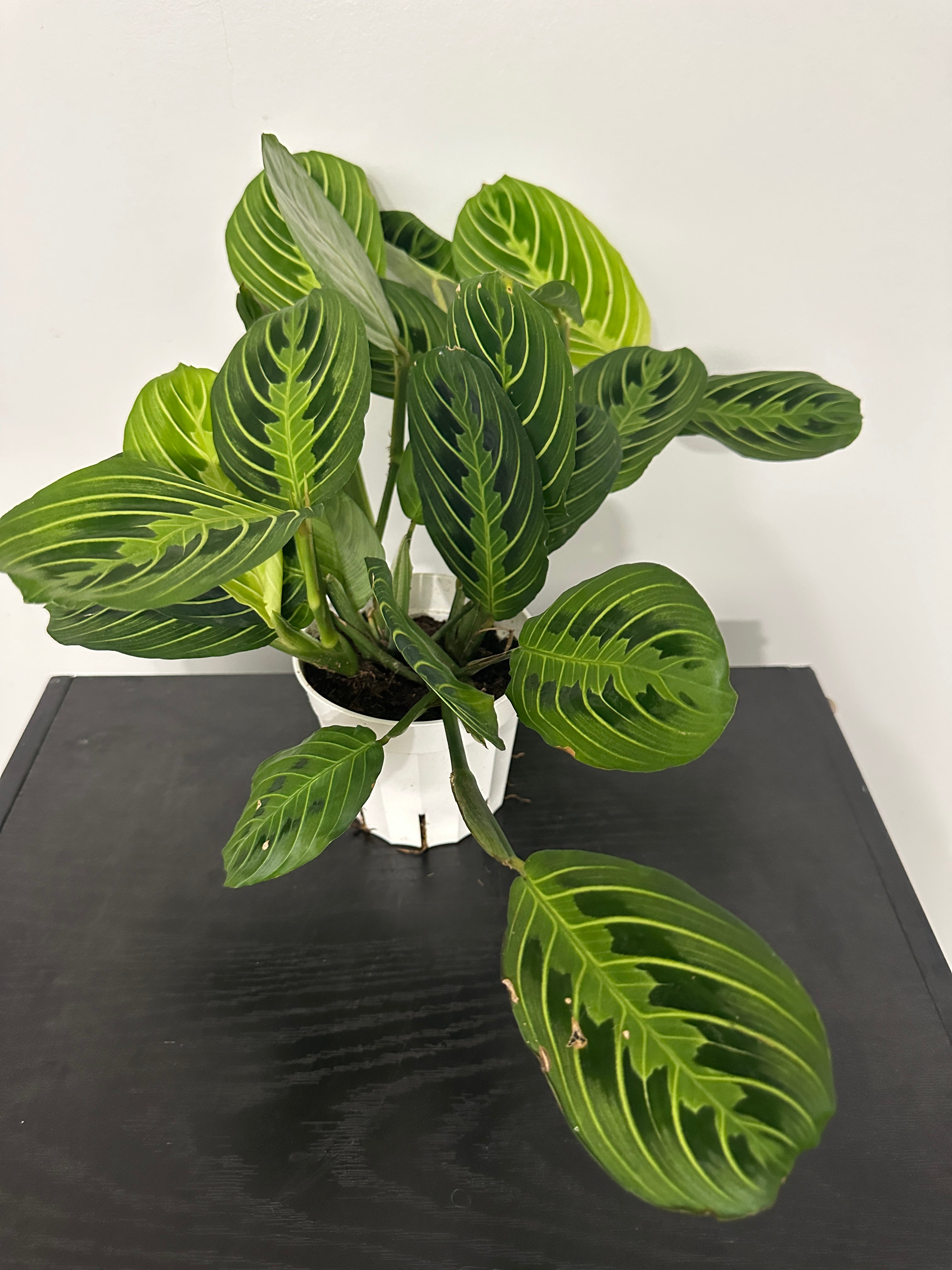 Lemon Lime Maranta Plant (a)