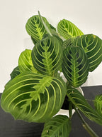 Lemon Lime Maranta Plant (a)