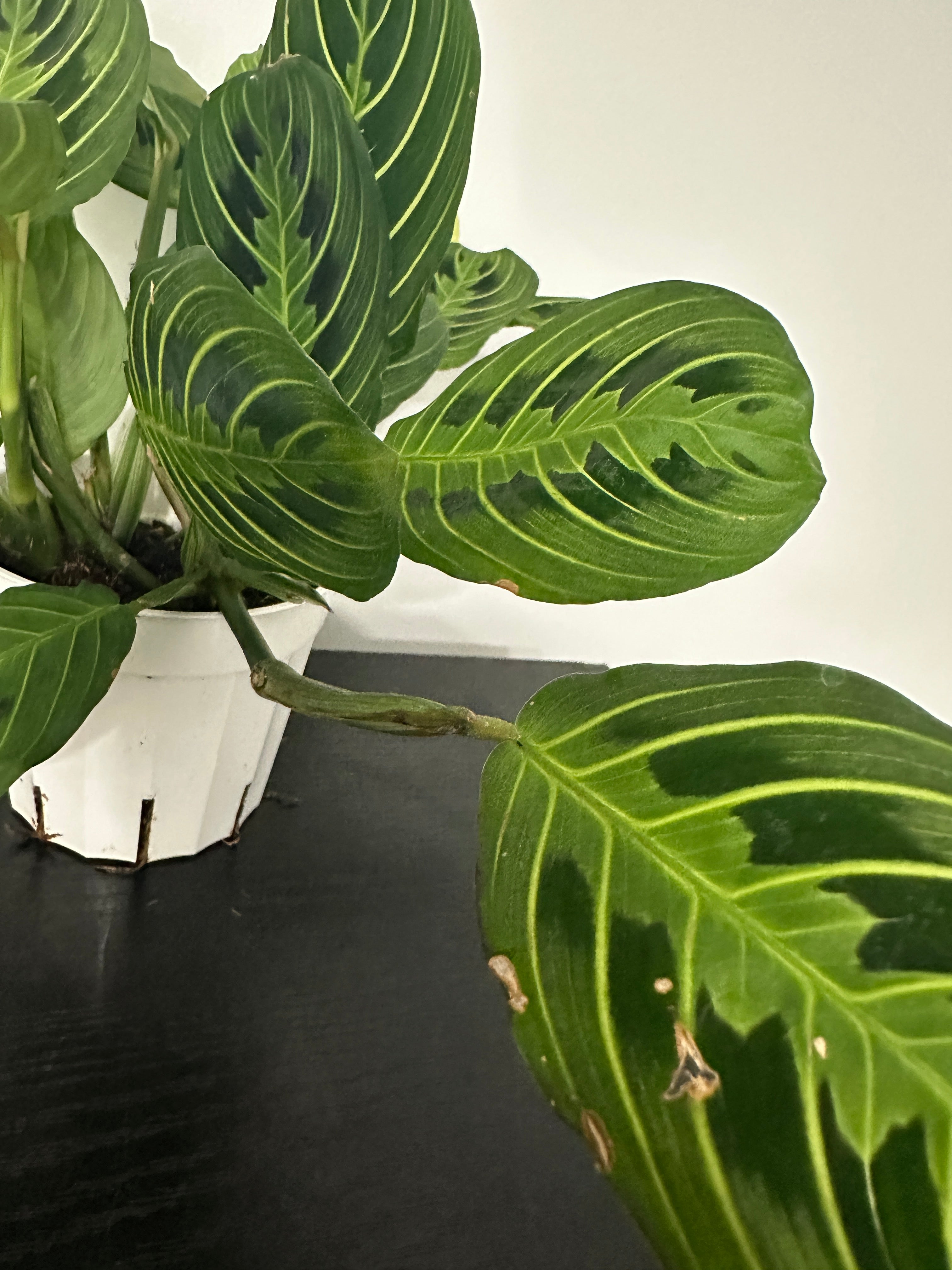 Lemon Lime Maranta Plant (a)