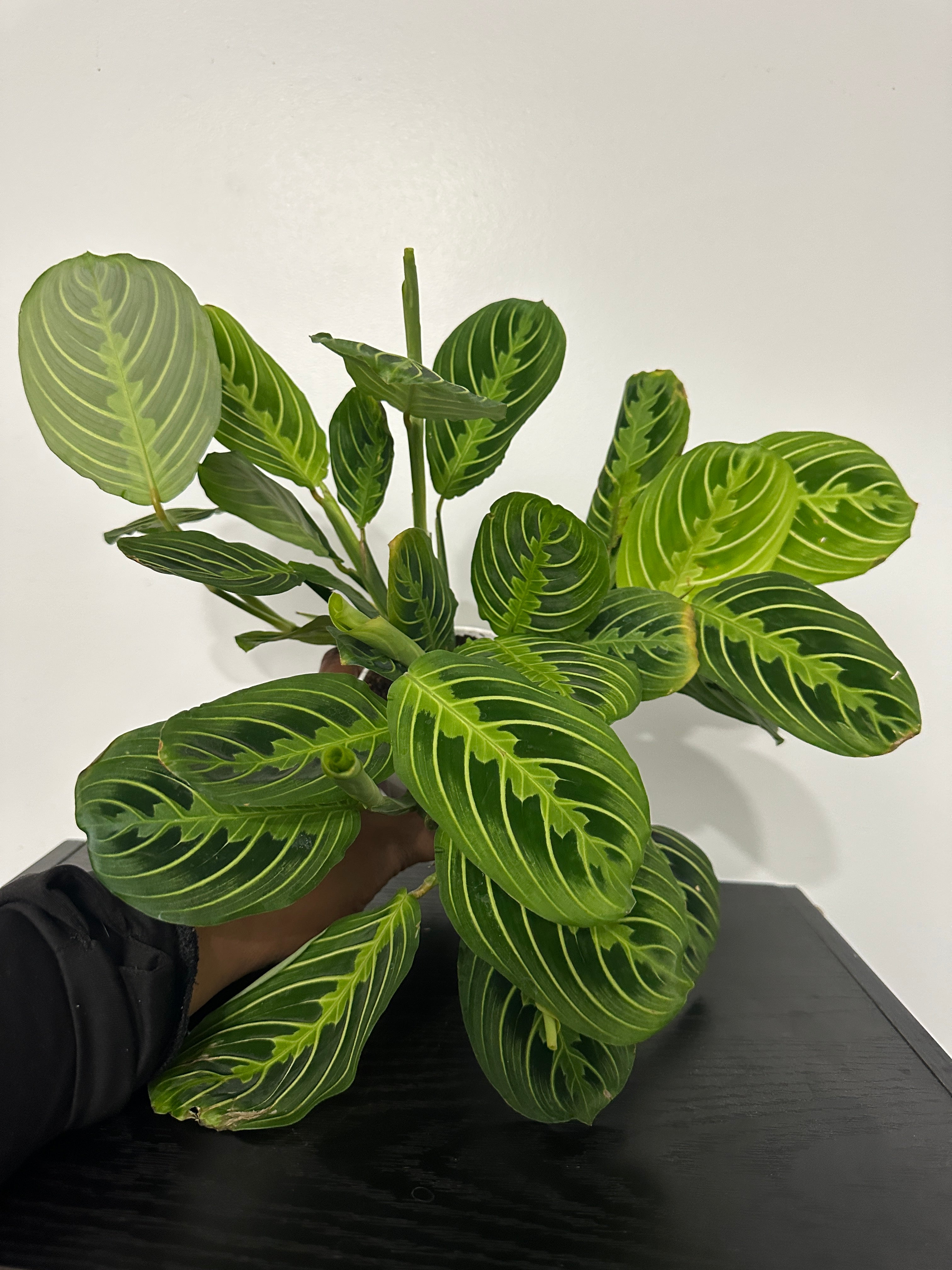 Lemon Lime Maranta Plant (b)