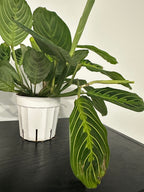 Lemon Lime Maranta Plant (b)