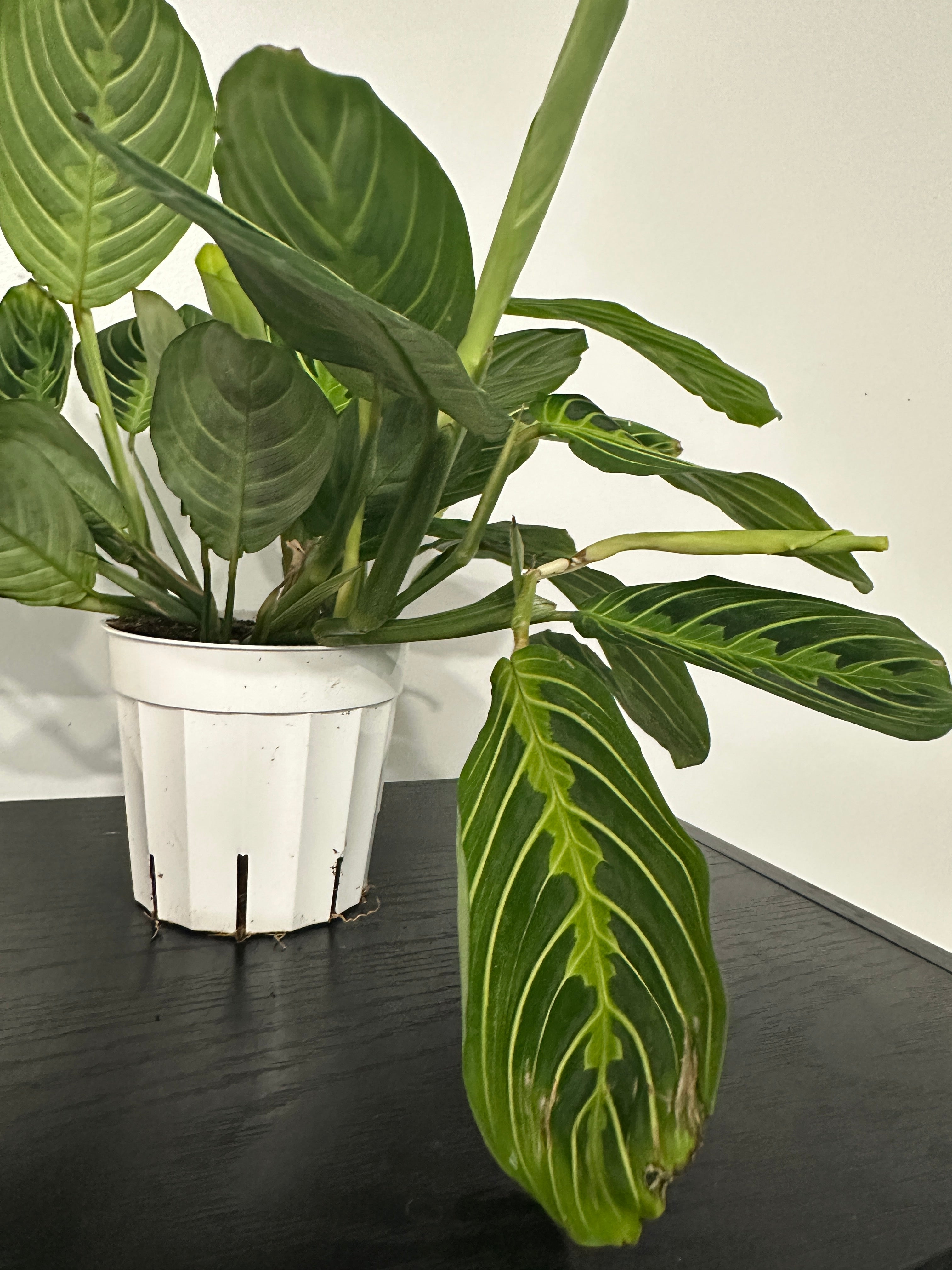 Lemon Lime Maranta Plant (b)