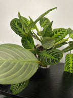 Lemon Lime Maranta Plant (b)