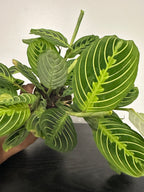 Lemon Lime Maranta Plant (b)
