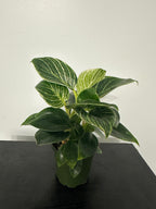 Philodendron Birkin (a)