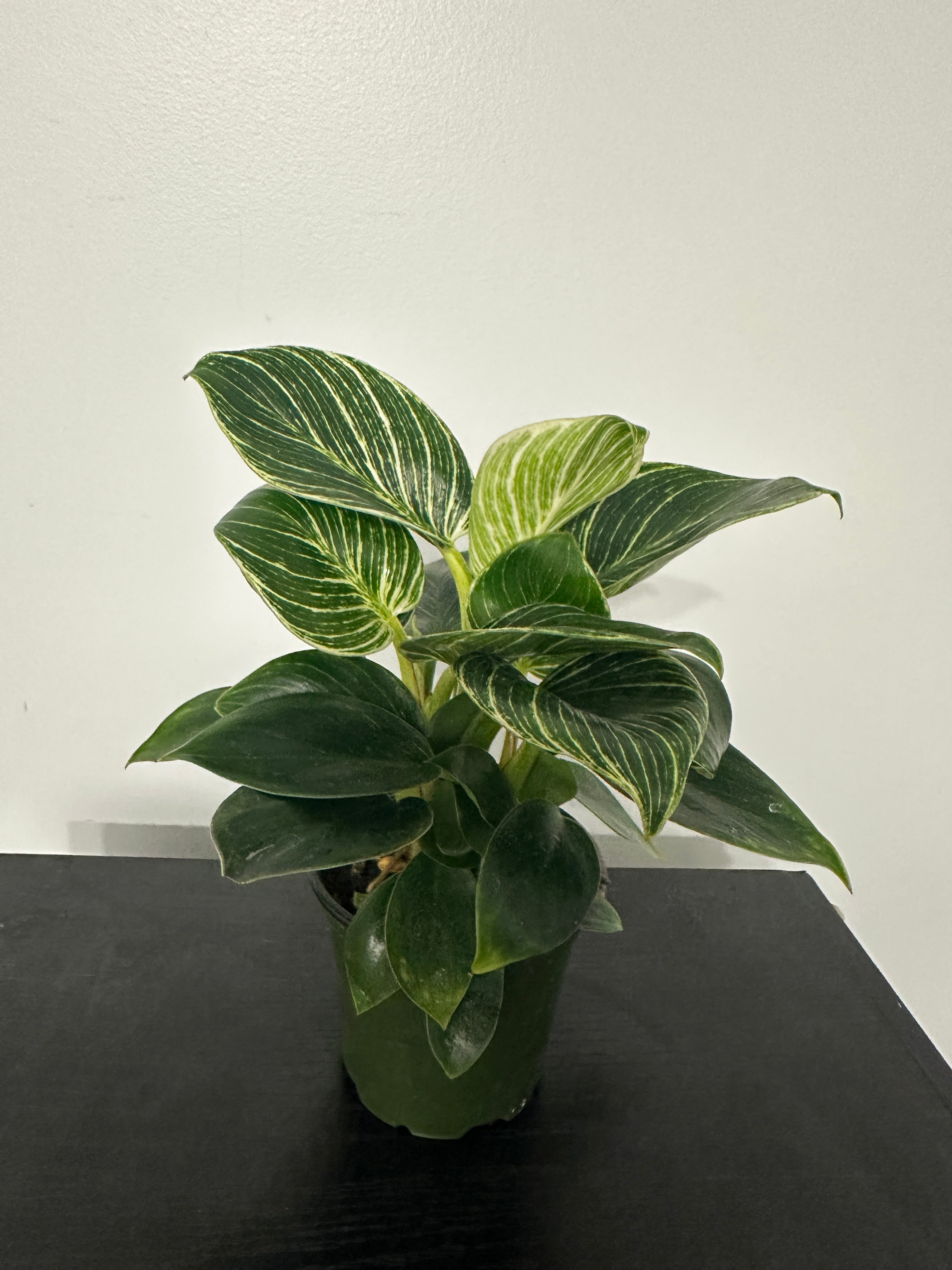 Philodendron Birkin (a)