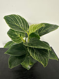 Philodendron Birkin (a)