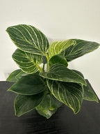Philodendron Birkin (a)