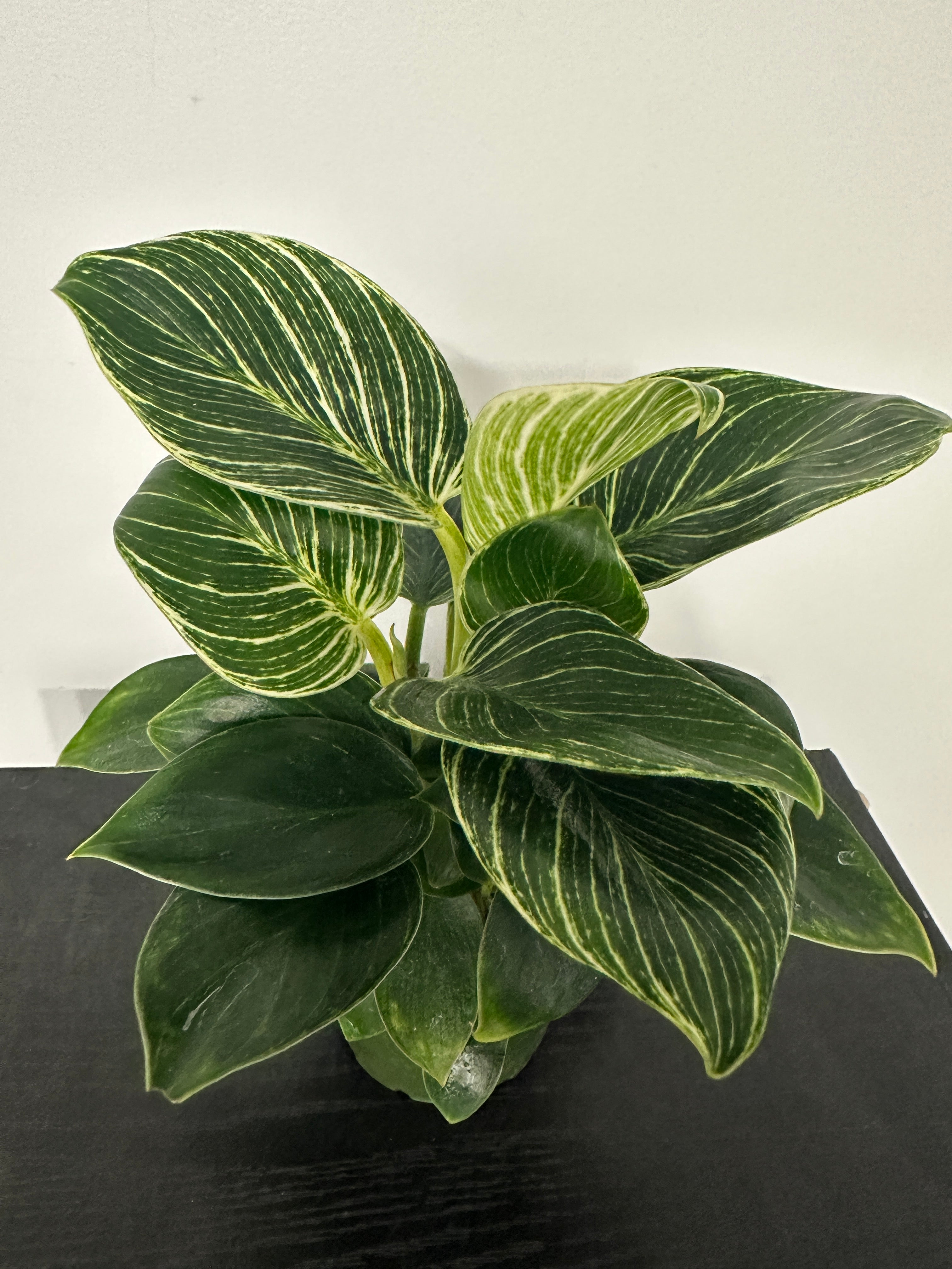 Philodendron Birkin (a)