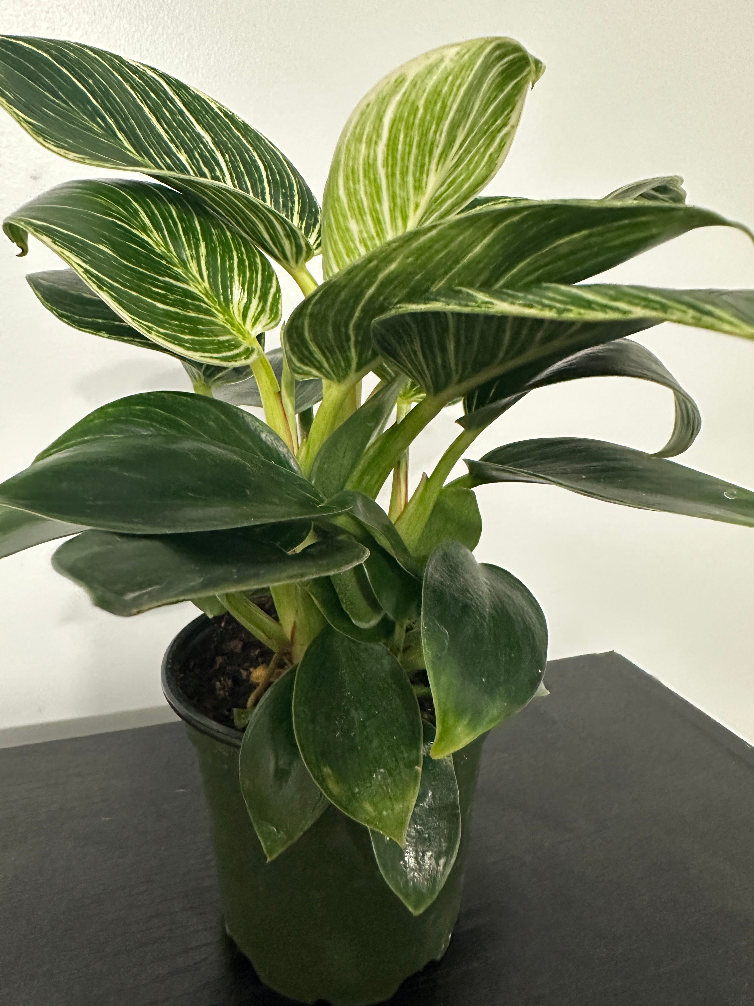 Philodendron Birkin (a)