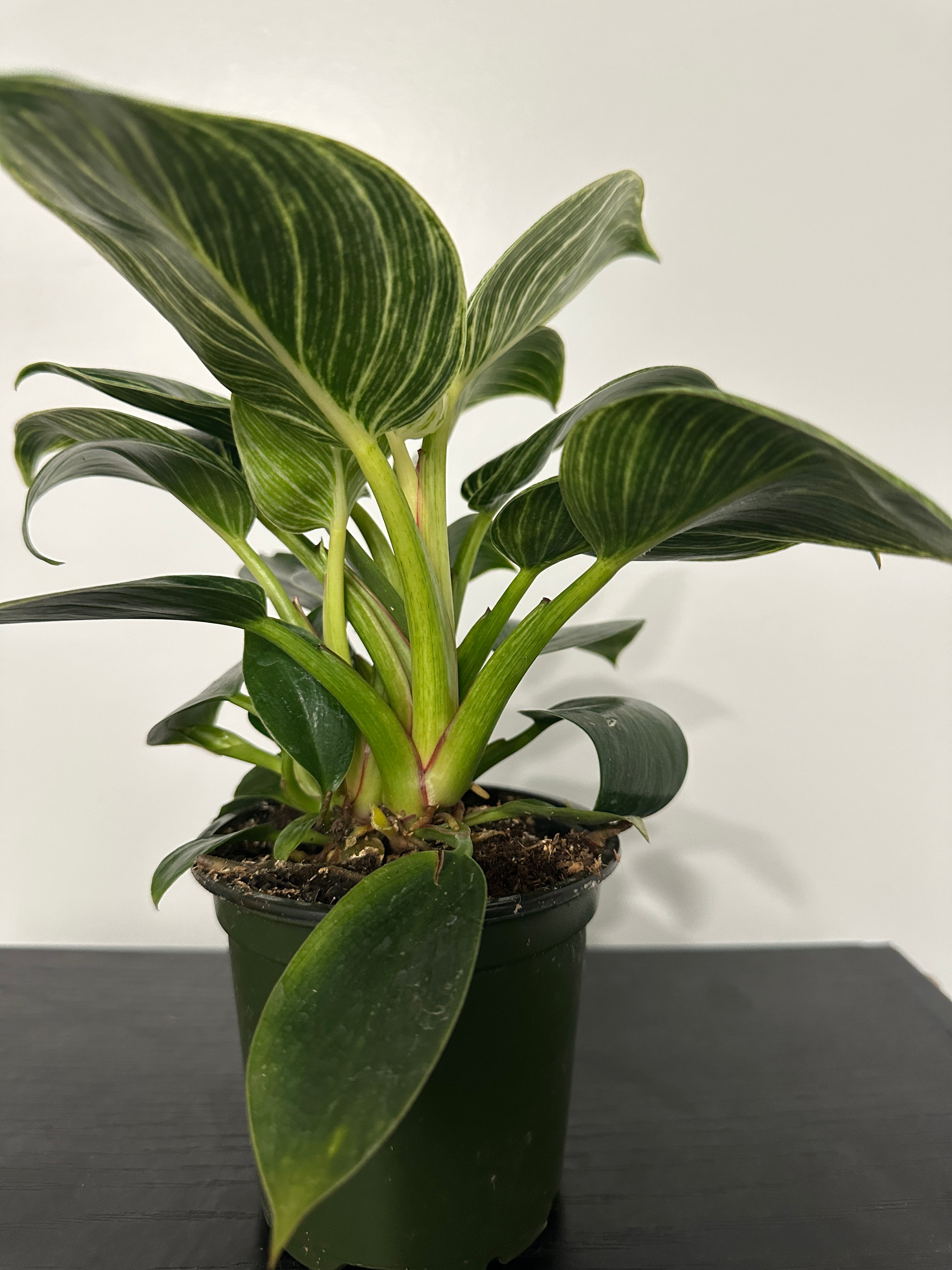 Philodendron Birkin (a)