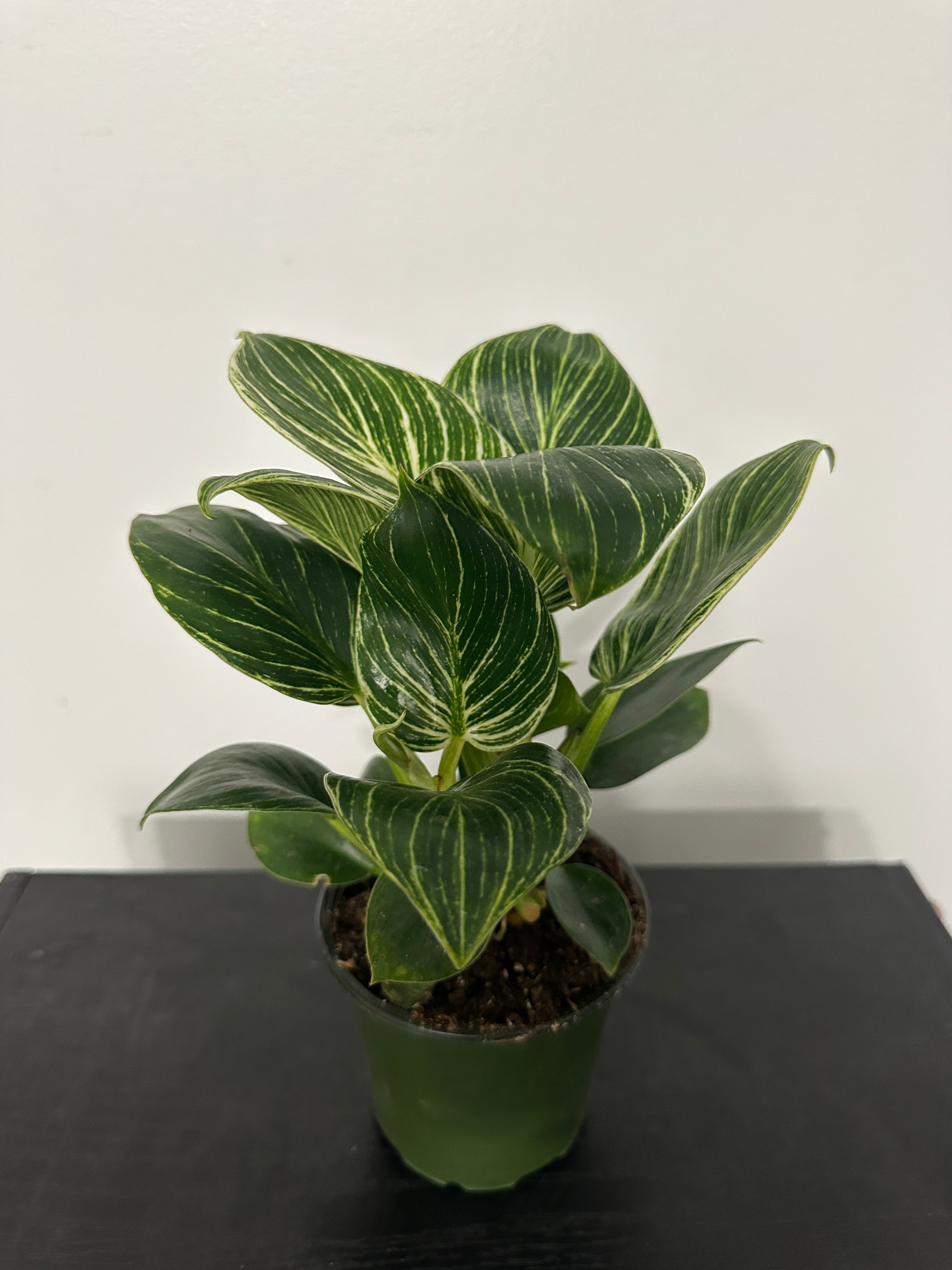 Philodendron Birkin (b)