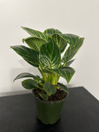 Philodendron Birkin (b)