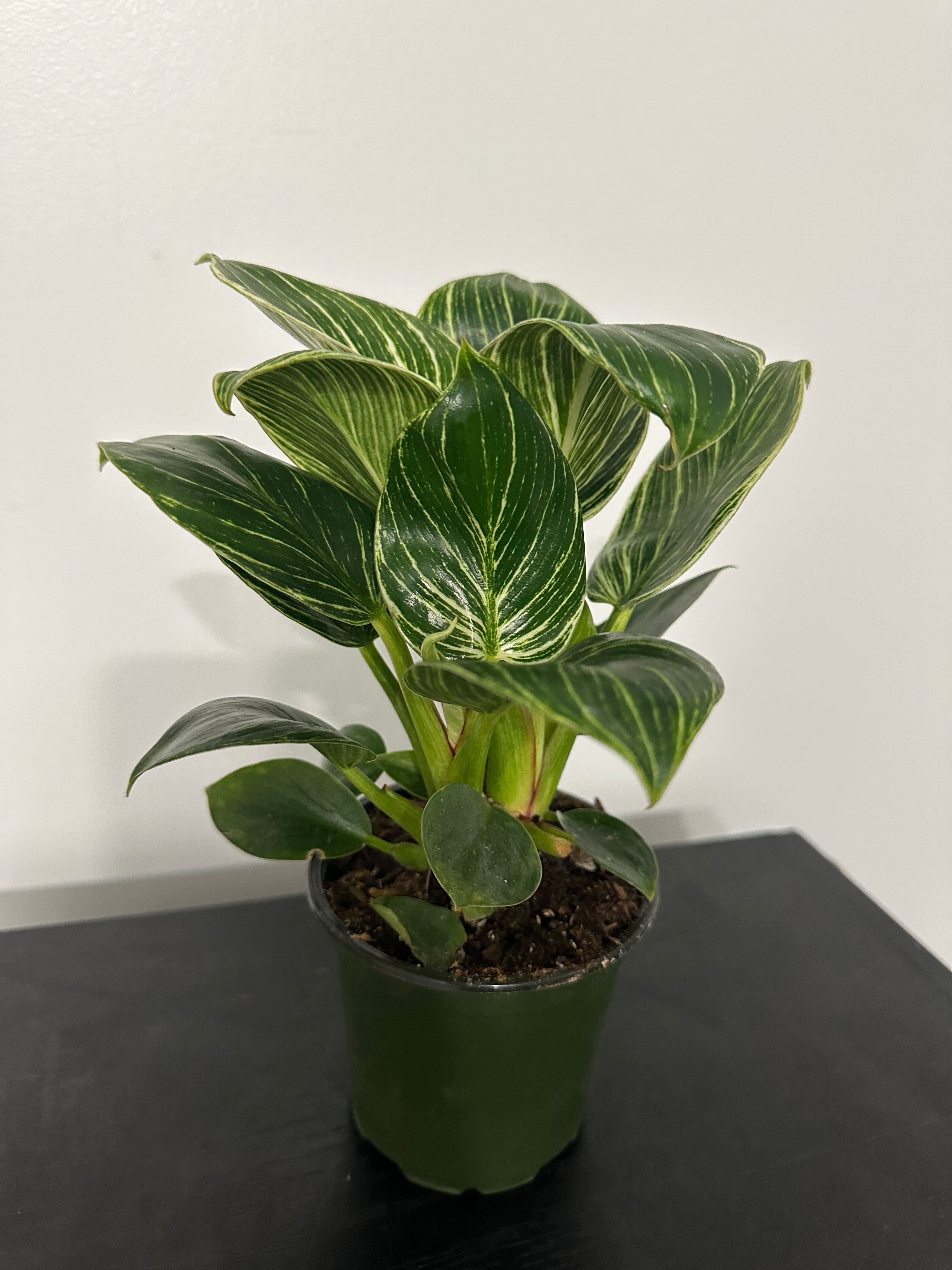 Philodendron Birkin (b)