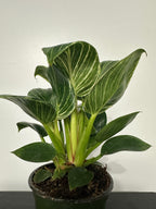Philodendron Birkin (b)