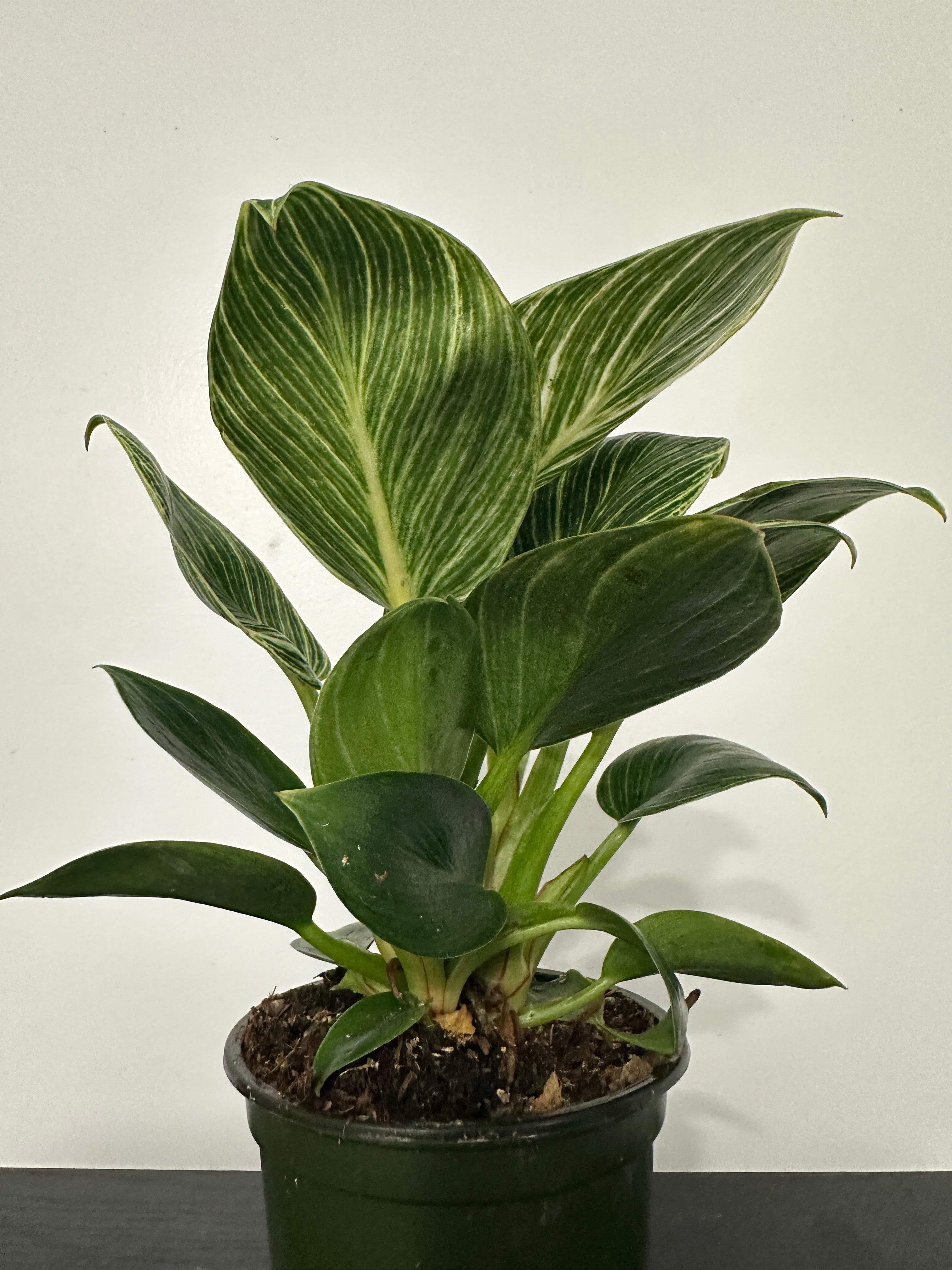 Philodendron Birkin (b)