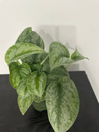Scindapsus Pictus Silver Lady (a)