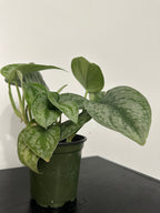 Scindapsus Pictus Silver Lady (a)