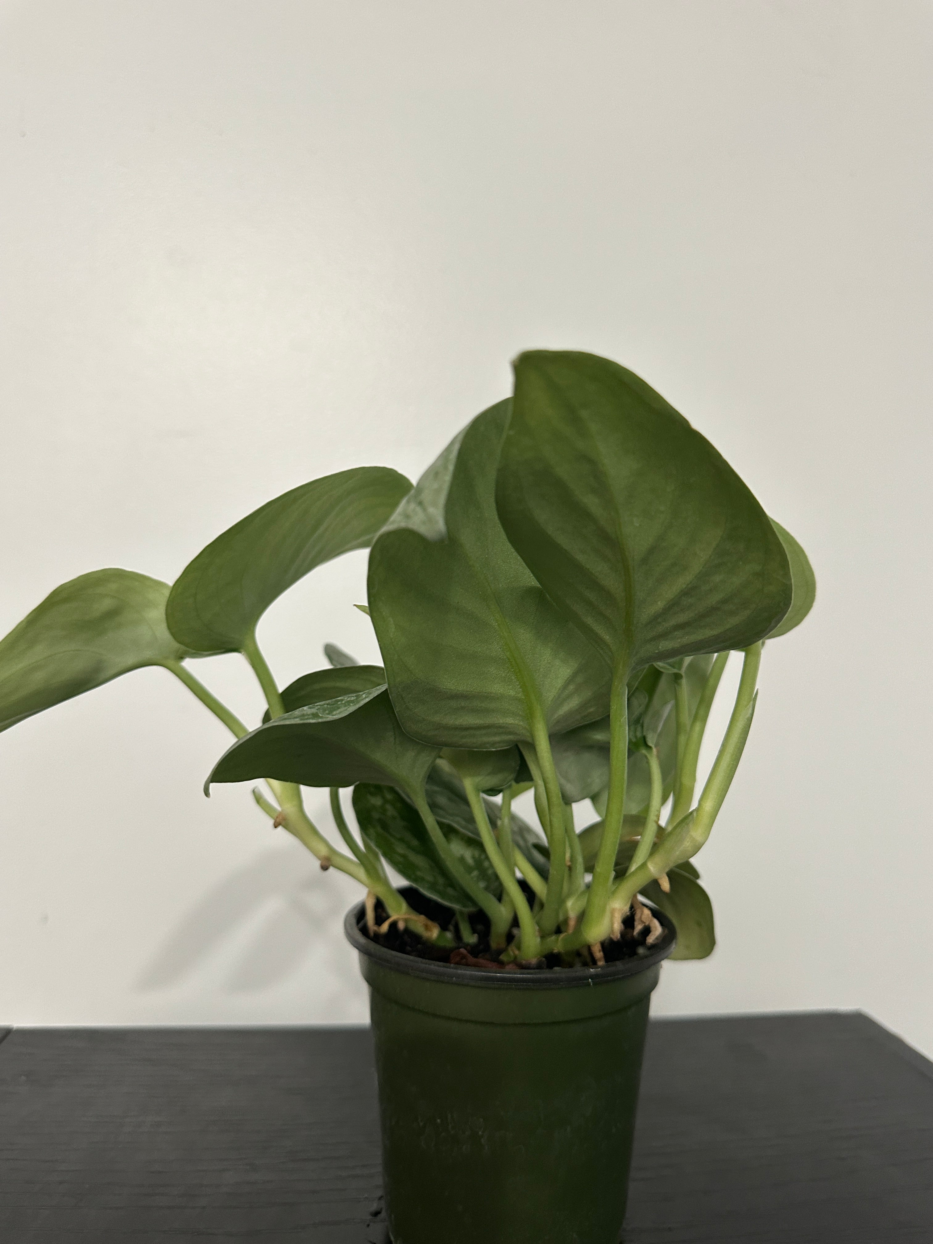 Scindapsus Pictus Silver Lady (a)