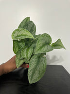 Scindapsus Pictus Silver Lady (a)