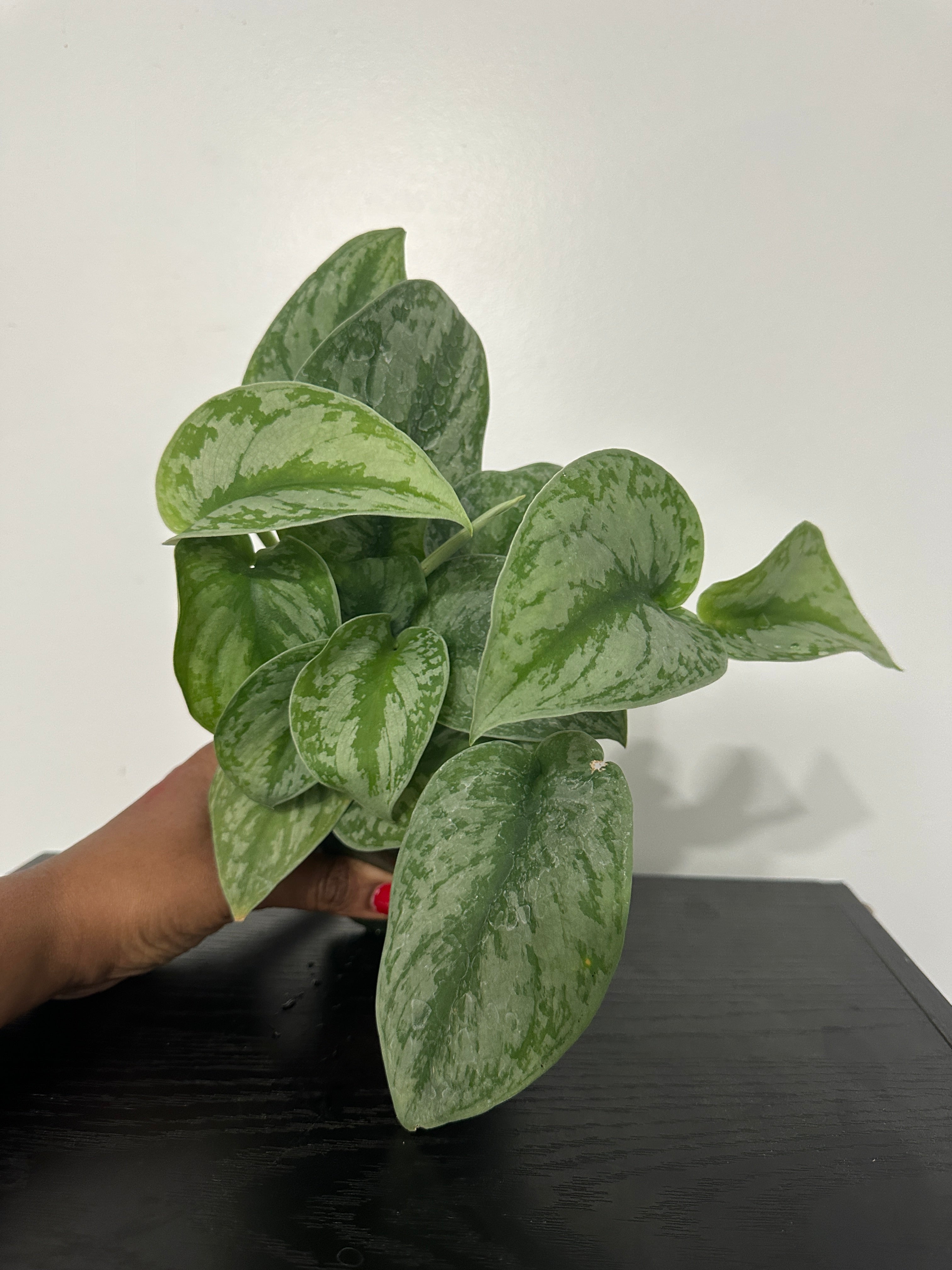 Scindapsus Pictus Silver Lady (a)