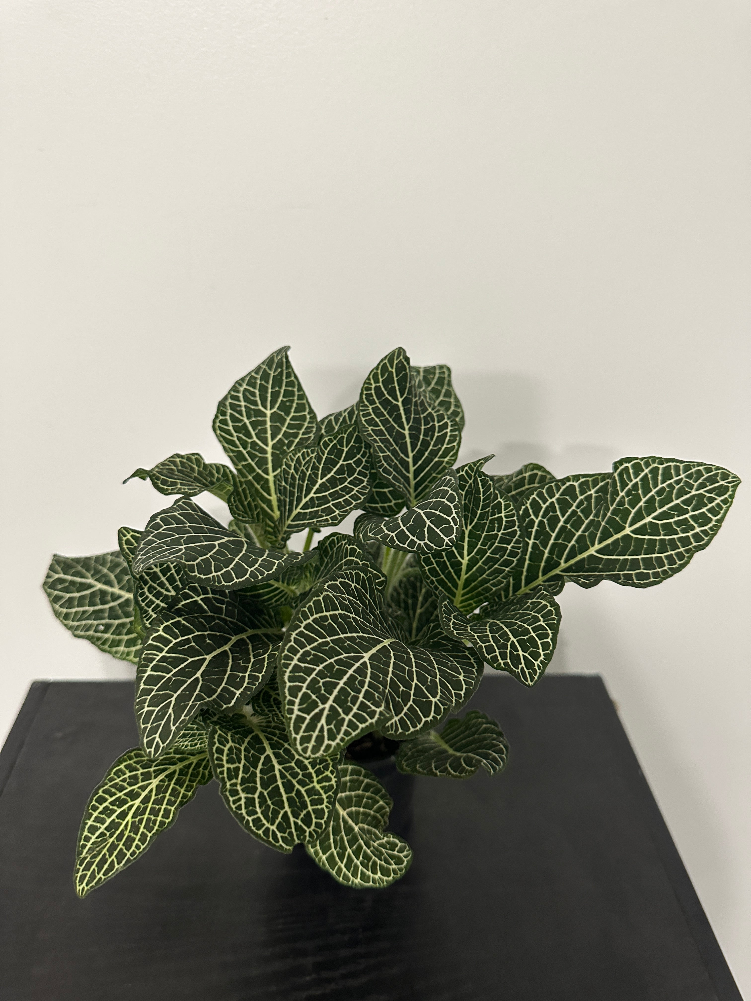 Fittonia Nerve Plant (a)