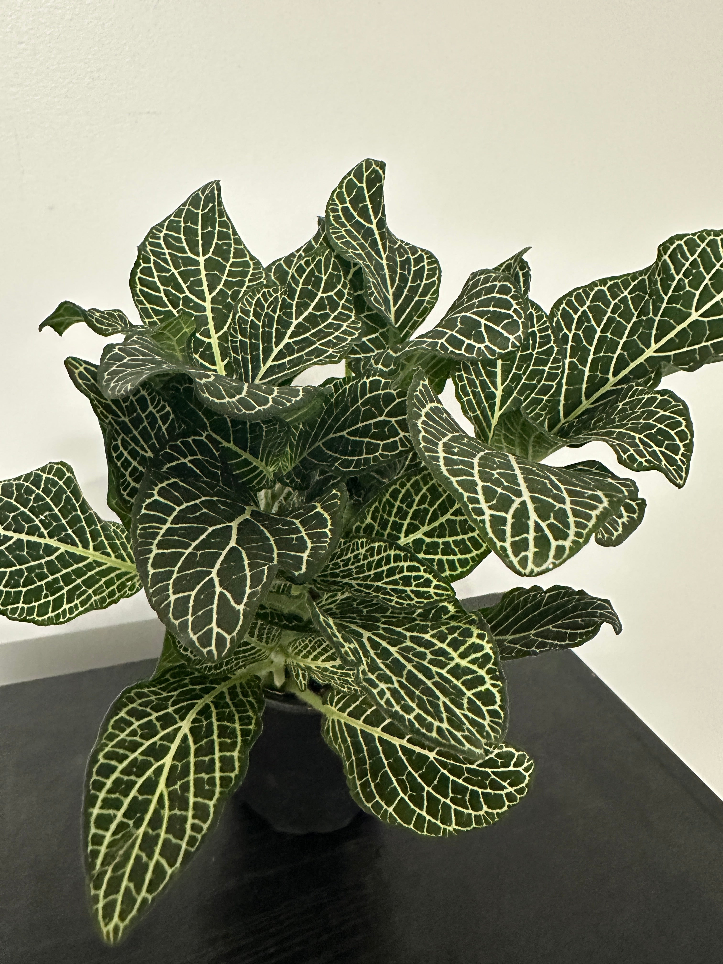 Fittonia Nerve Plant (a)