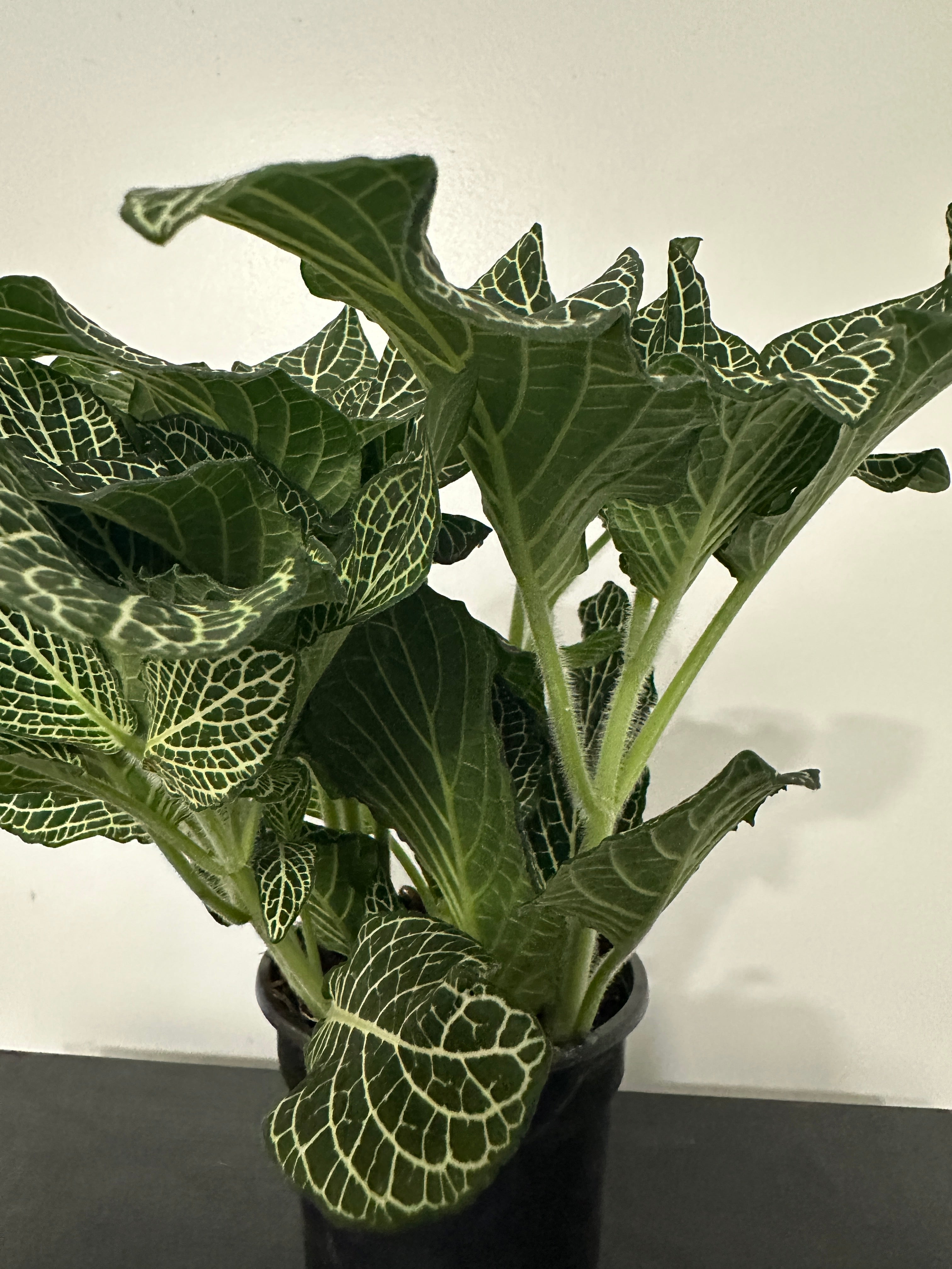Fittonia Nerve Plant (a)
