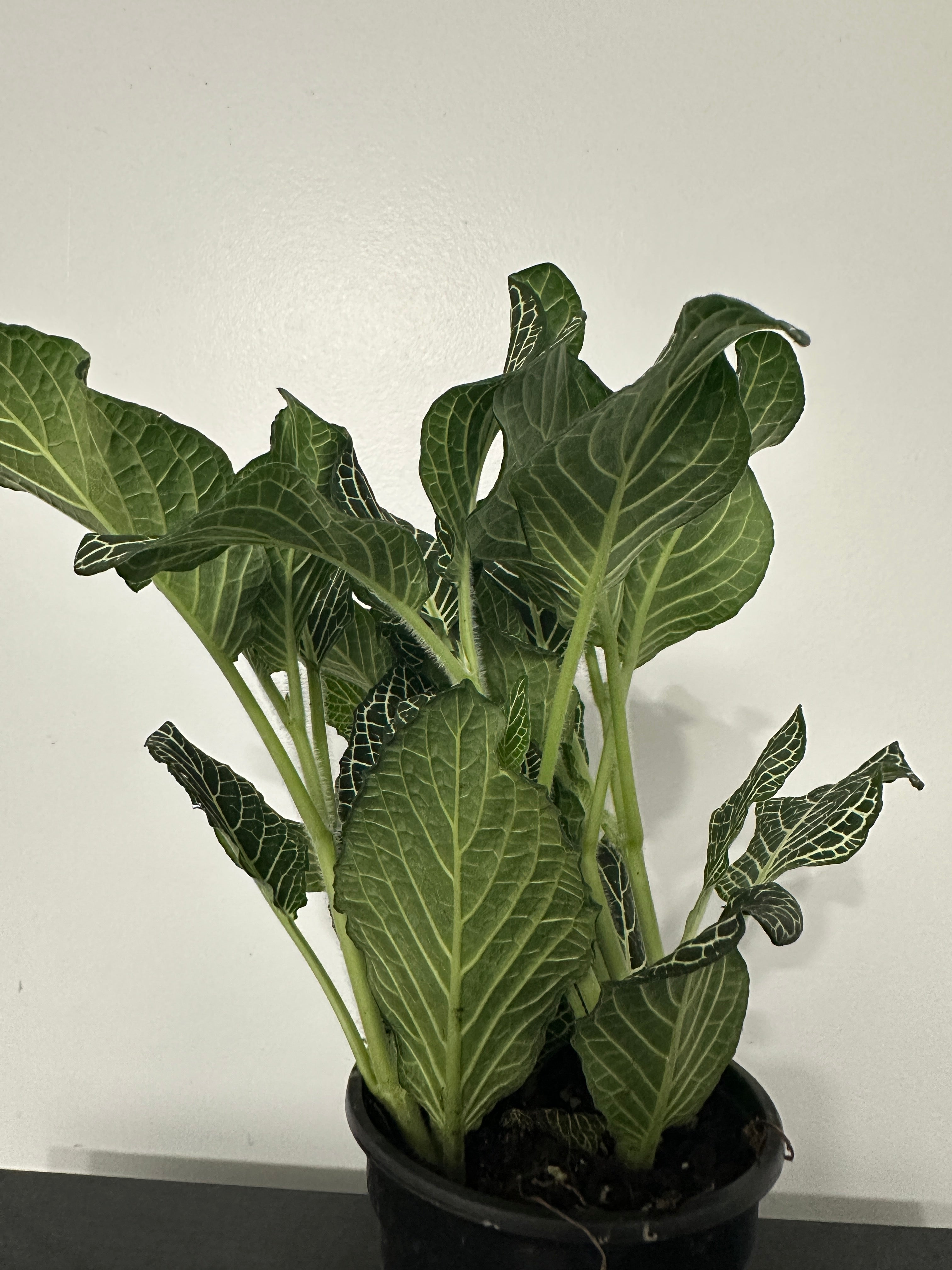 Fittonia Nerve Plant (a)