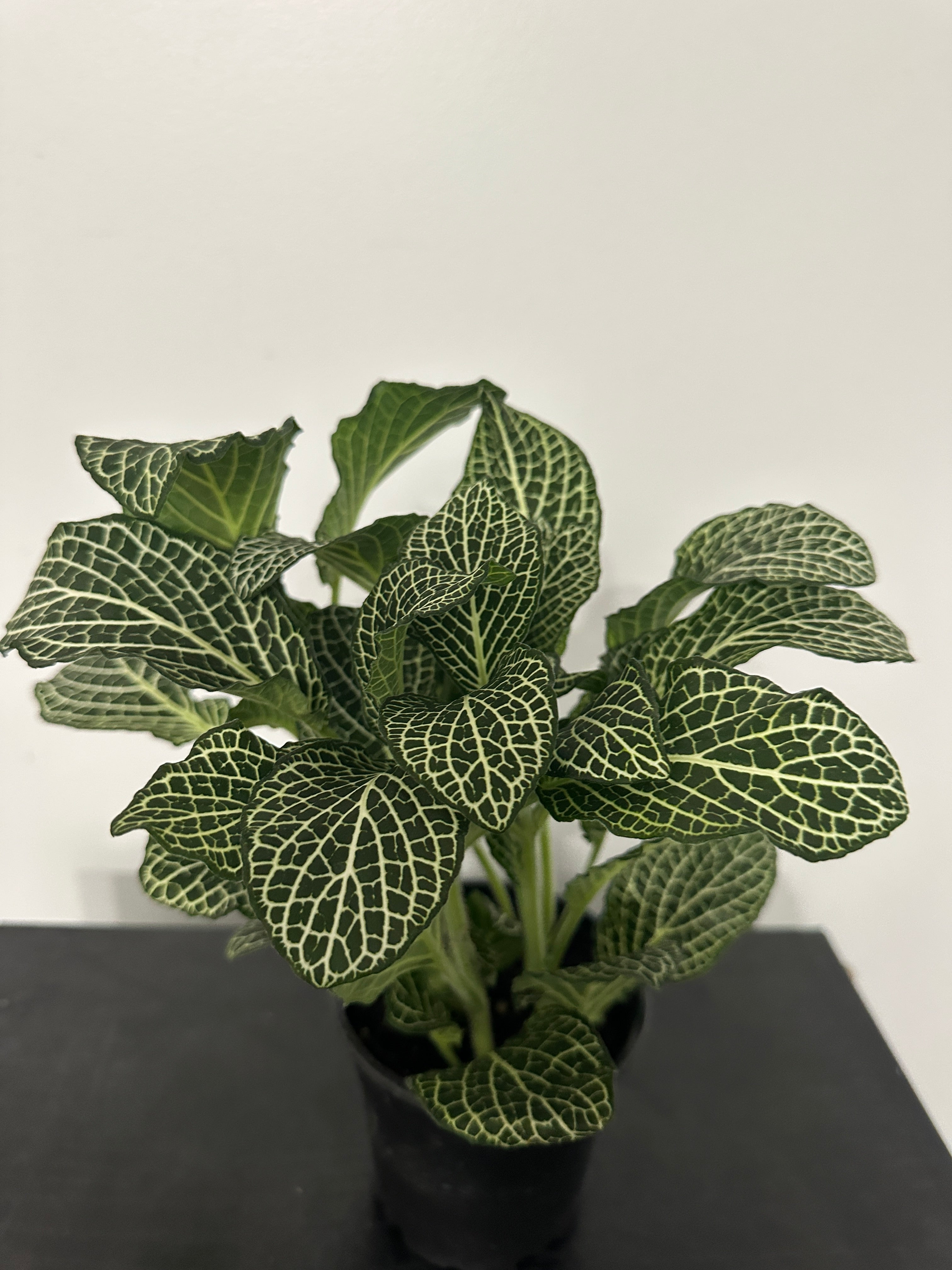 Fittonia Nerve Plant (b)