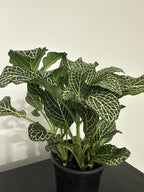 Fittonia Nerve Plant (b)