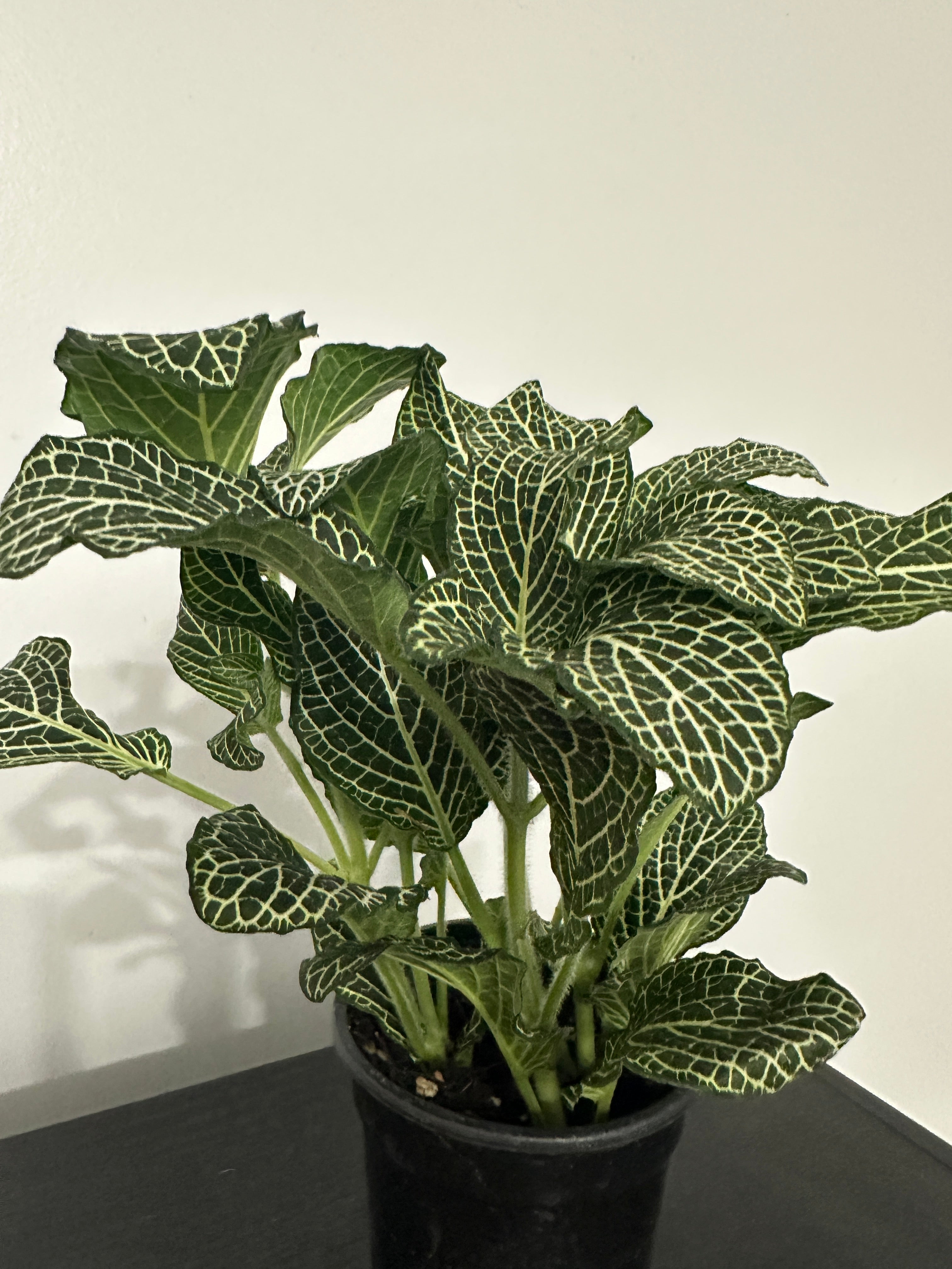 Fittonia Nerve Plant (b)