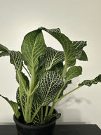 Fittonia Nerve Plant (b)