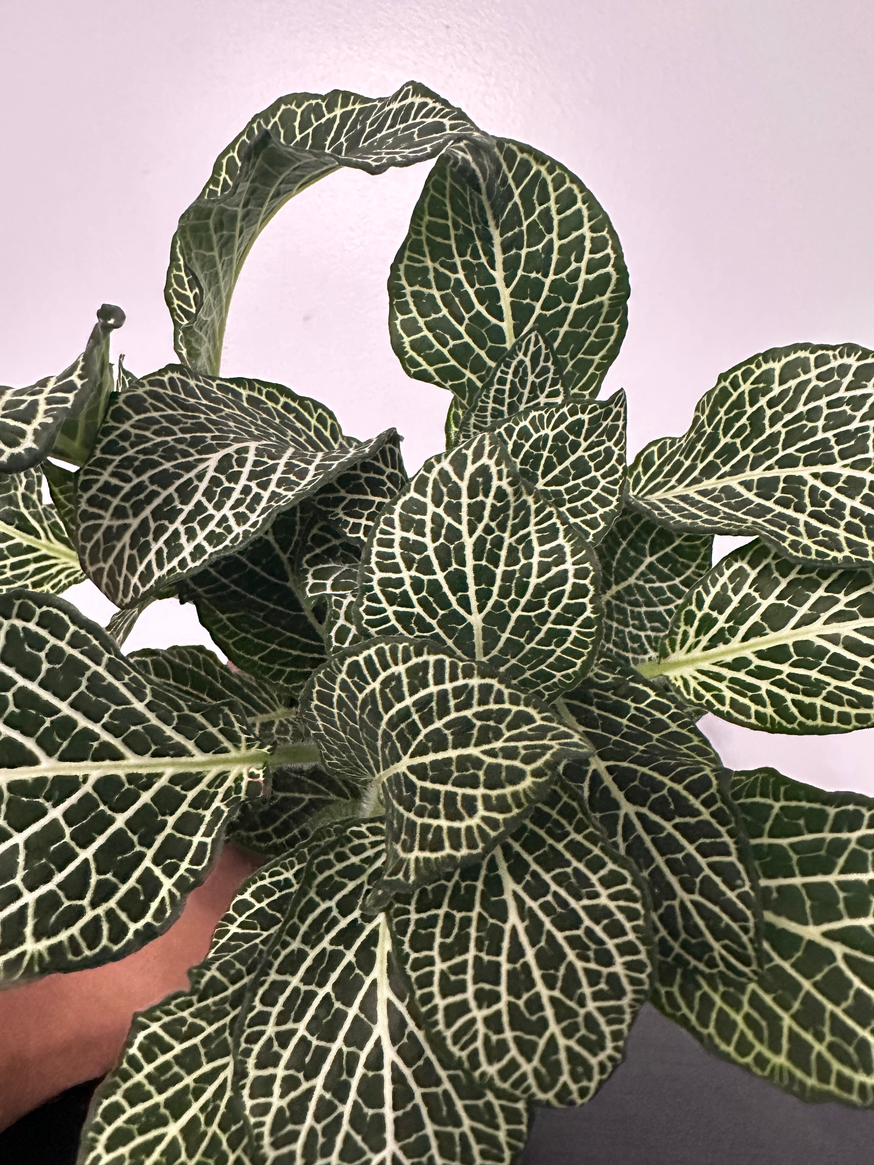 Fittonia Nerve Plant (b)