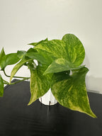 Golden Pothos (a)