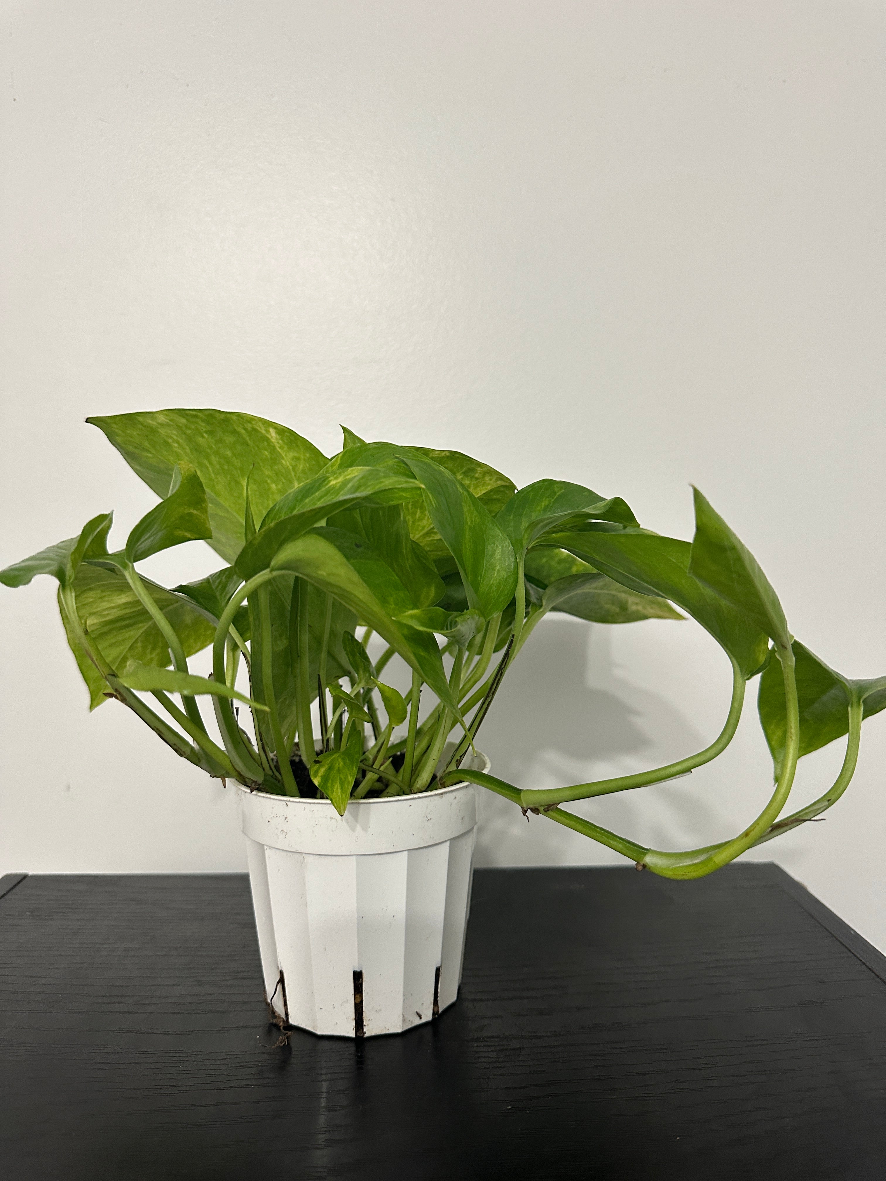 Golden Pothos (a)