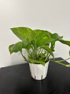 Golden Pothos (a)