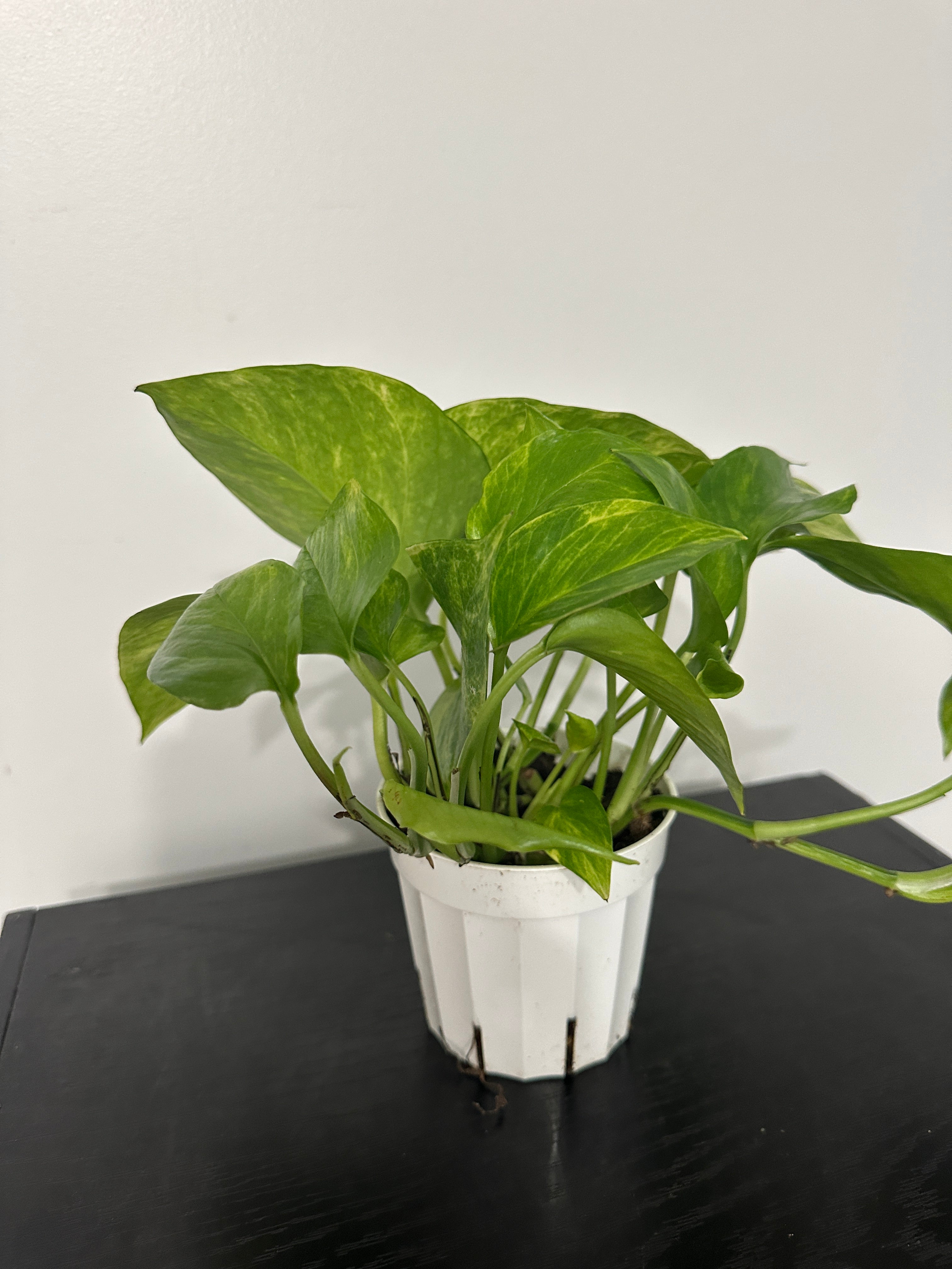 Golden Pothos (a)