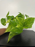 Golden Pothos (a)