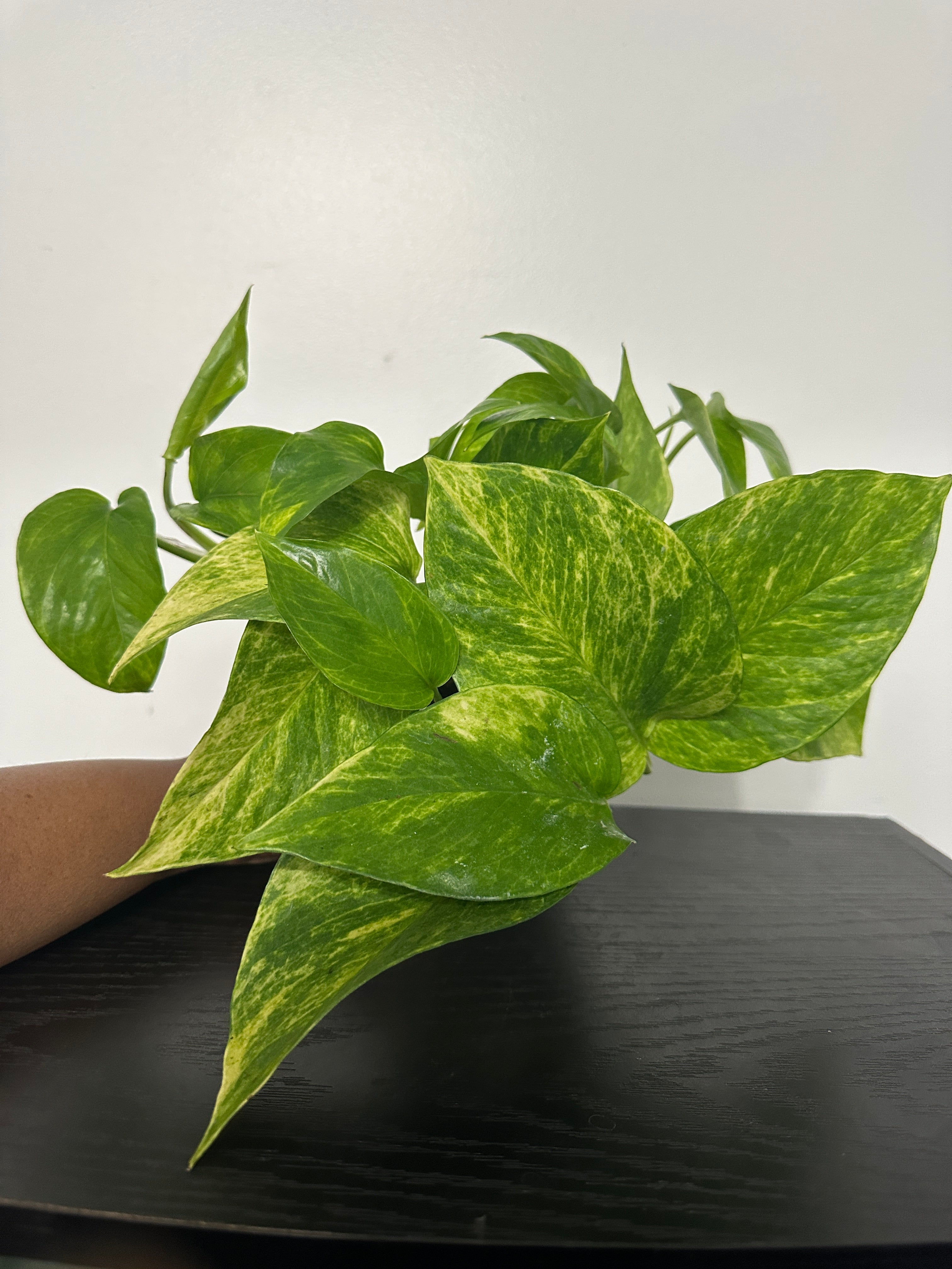 Golden Pothos (a)