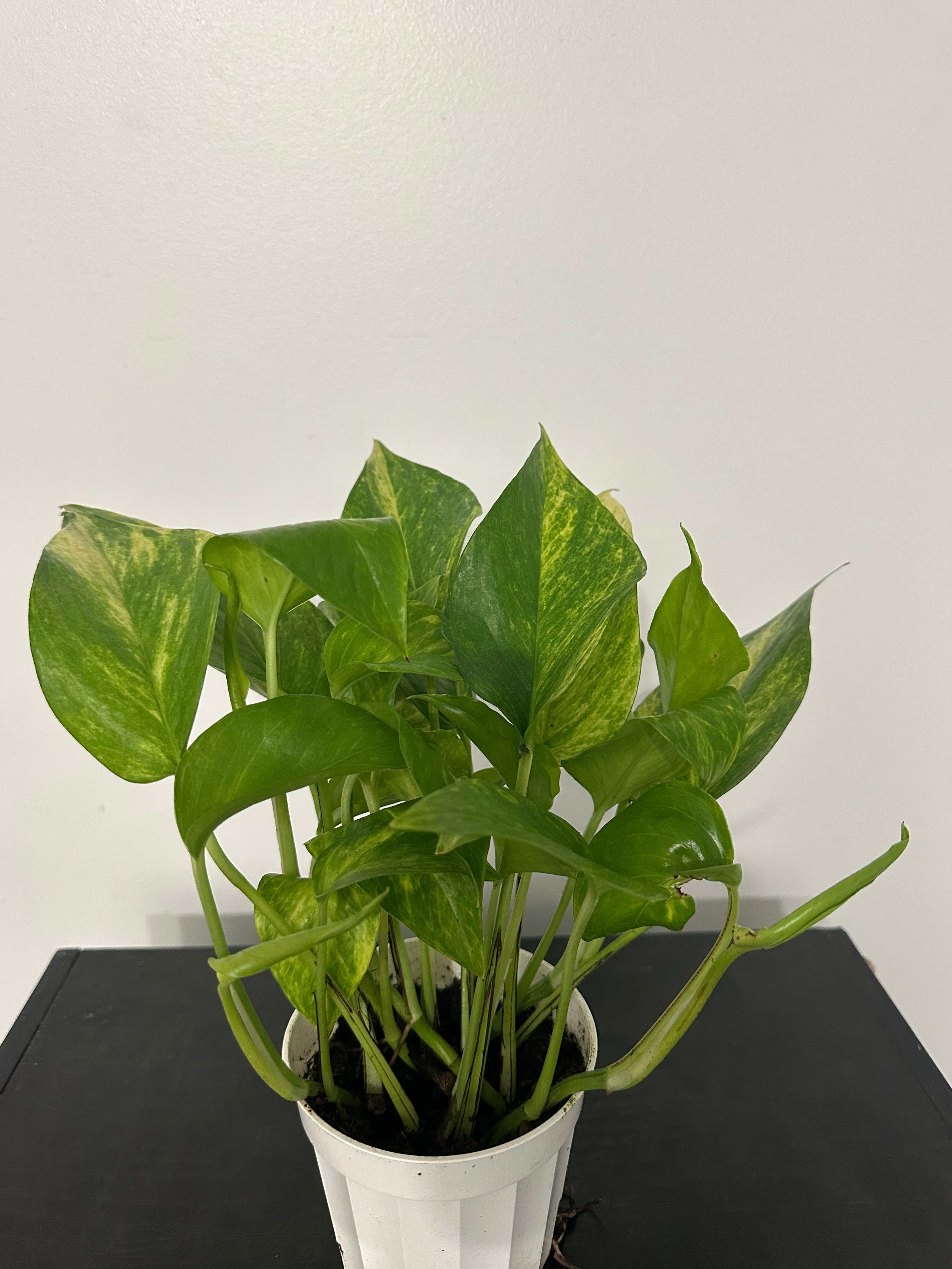 Golden Pothos (b)