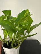 Golden Pothos (b)